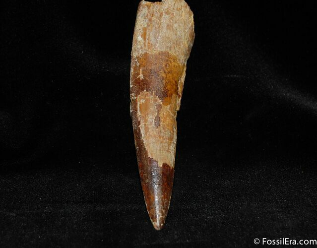 Excellent Large Rooted Spinosaurus Tooth #301